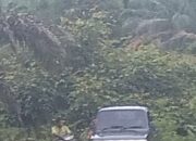 Aset Negara Dijarah Terang-Terangan! Kebun Sawit Sitaan Kejagung Milik Aon Dipanen Bebas, Marsad Diduga Jadi Pengepul, Oknum Polisi Disebut Jadi “Pelindung”
