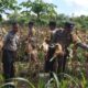 Polsek Bakam Panen Jagung Kuartal I, Dukung Ketahanan Pangan
