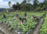 TMMD Ke-128, Kodim 0402/OKI Rehab 5 Rumah Warga di Ogan Komering Ilir